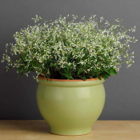 Euphorbia_graminea_Glitz.jpg